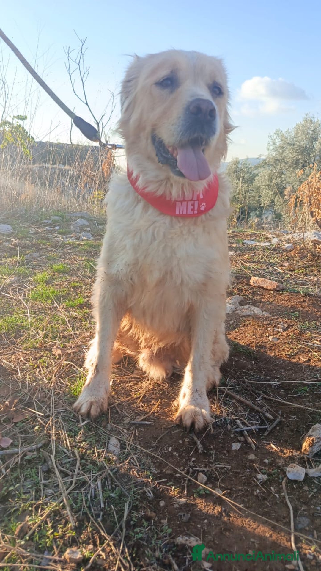 Meticcio cani in regalo: River, un amore di simil Golden Retreiver - Annuncio 4