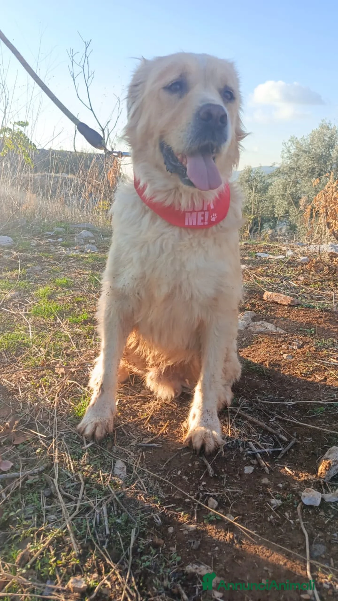 Meticcio cani in regalo: River, un amore di simil Golden Retreiver - Annuncio 4