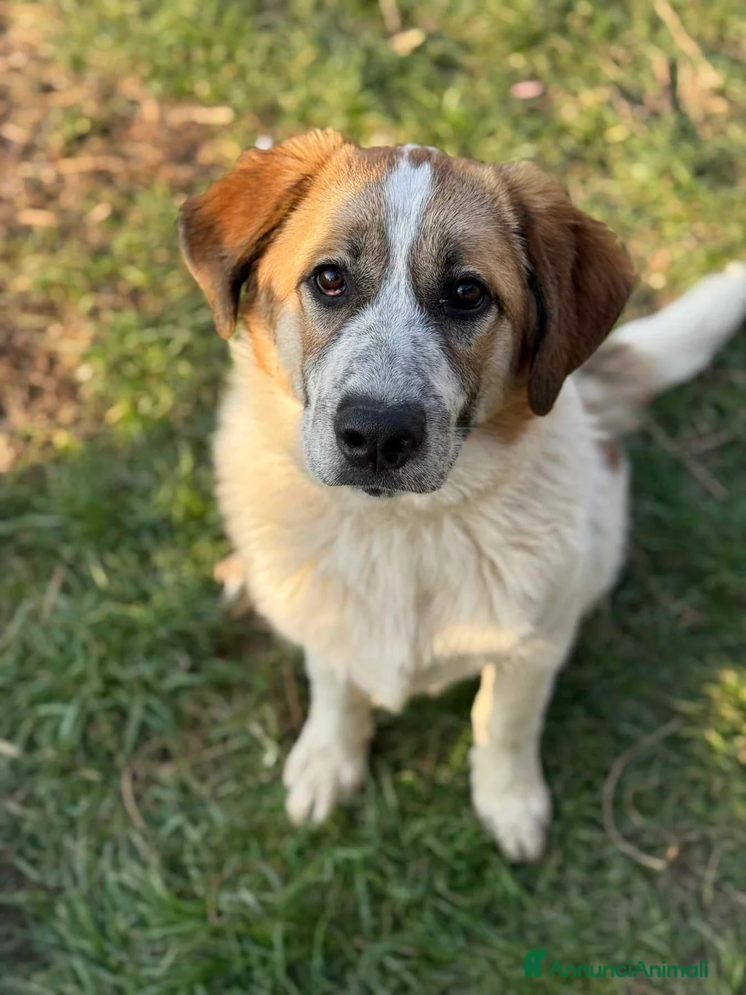 Meticcio cani in regalo: ARONNE, super PASTORINO dalla bontà sconfinata! - Annuncio 1