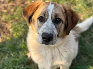 Meticcio cani ARONNE, super PASTORINO dalla bontà sconfinata! - Annuncio 18