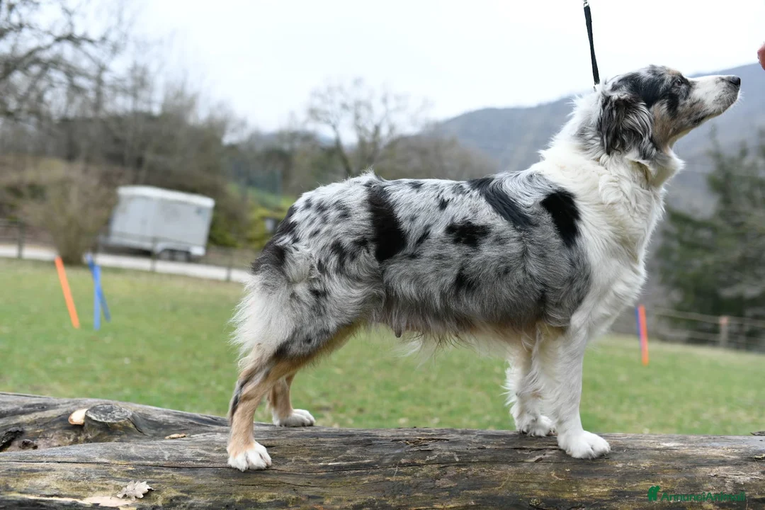 Australian Shepherd cani in vendita: Cuccioli meravigliosi di AUSTRALIAN SHEPHERD  - Annuncio 5