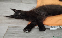 Maine Coon gatti in vendita: Maine Coon black smoke a Provincia di Massa e Carrara - Immagine 3