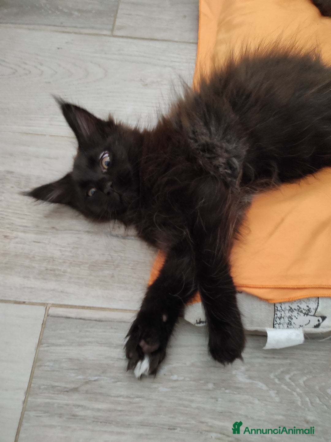 Maine Coon gatti in vendita: Maine Coon black smoke a Provincia di Massa e Carrara - Immagine 3