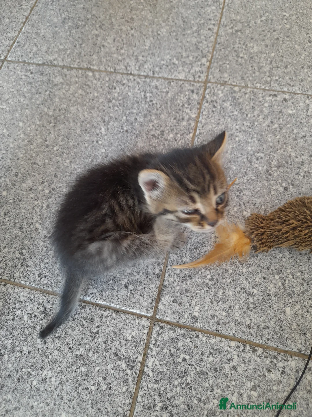 Meticcio gatti in regalo: Gattino trovatello a Provincia di Novara - Annuncio 2