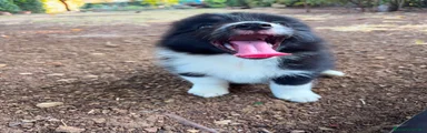 Viola