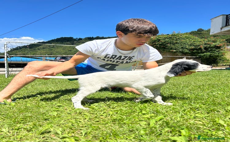 Setter Inglese cani a Provincia di Bergamo - Annuncio 1