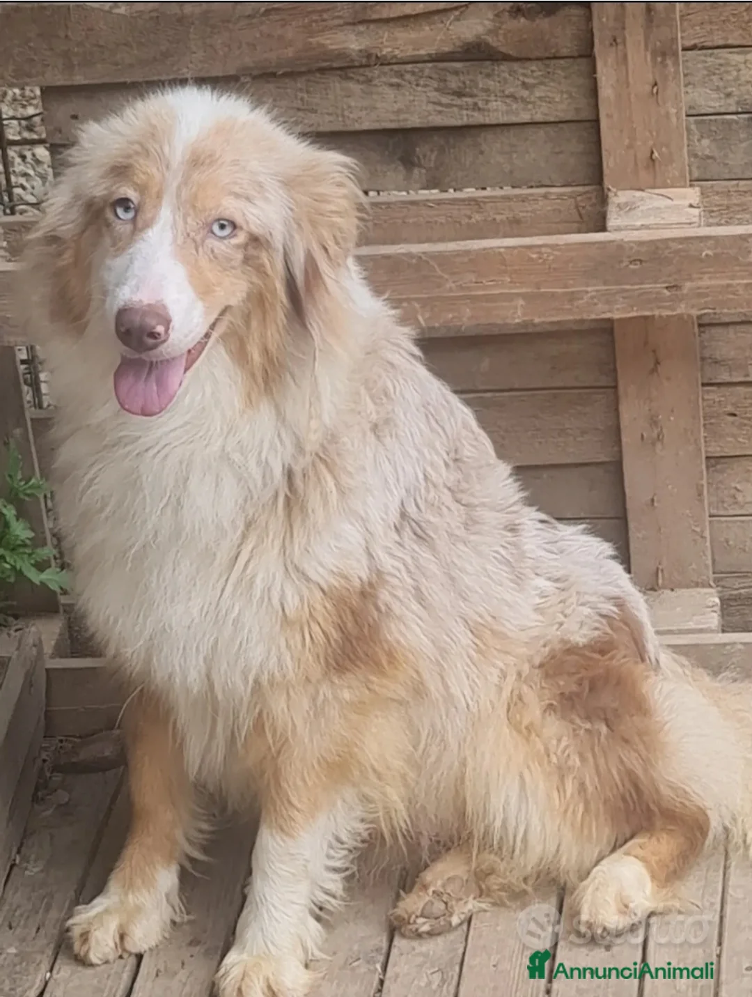 Australian Shepherd cani in vendita: Ultimi 3 cuccioli Australian Shepherd disponibili - Annuncio 1