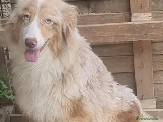 Australian Shepherd cani Ultimi 3 cuccioli Australian Shepherd disponibili - Annuncio 1