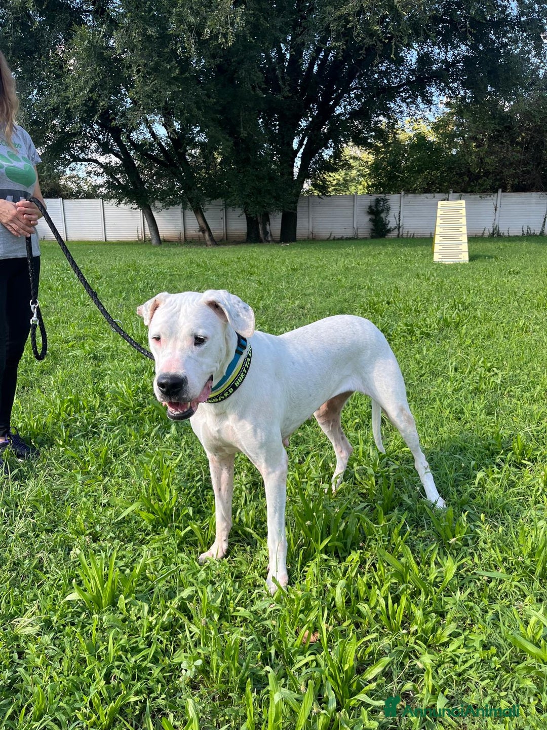 Affenpinscher cani in regalo: LOLA DOGO ARGENTINO - Annuncio 13