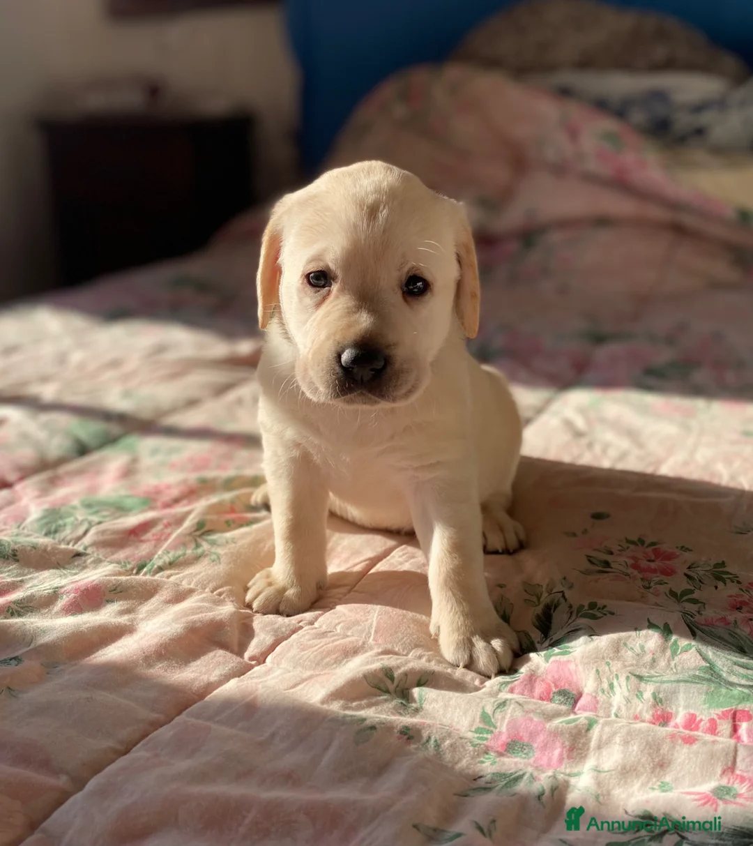 Labrador cani in vendita: Cuccioli Labrador  - Annuncio 2