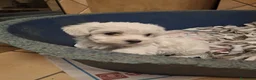 Maltese cani in vendita: Maltesi Toy cuccioli  - Annuncio 6