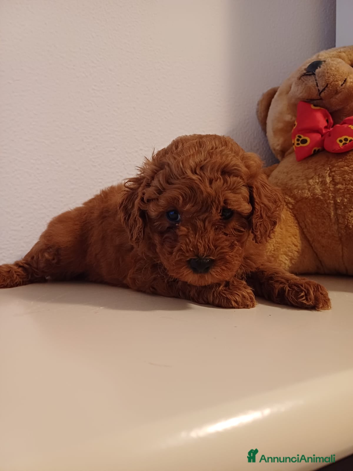 Barboncino cani Barboncini Red Toy/Nani con pedigree - Annuncio 1