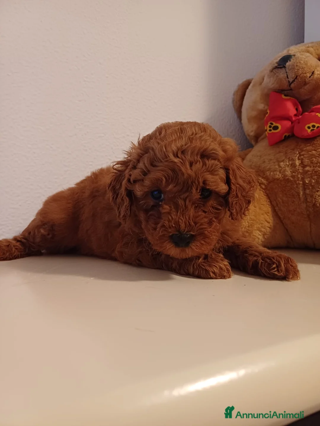 Barboncino cani in vendita: Barboncini Red Toy/Nani con pedigree - Annuncio 1