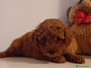 Barboncino cani Barboncini Red Toy/Nani con pedigree - Annuncio 1