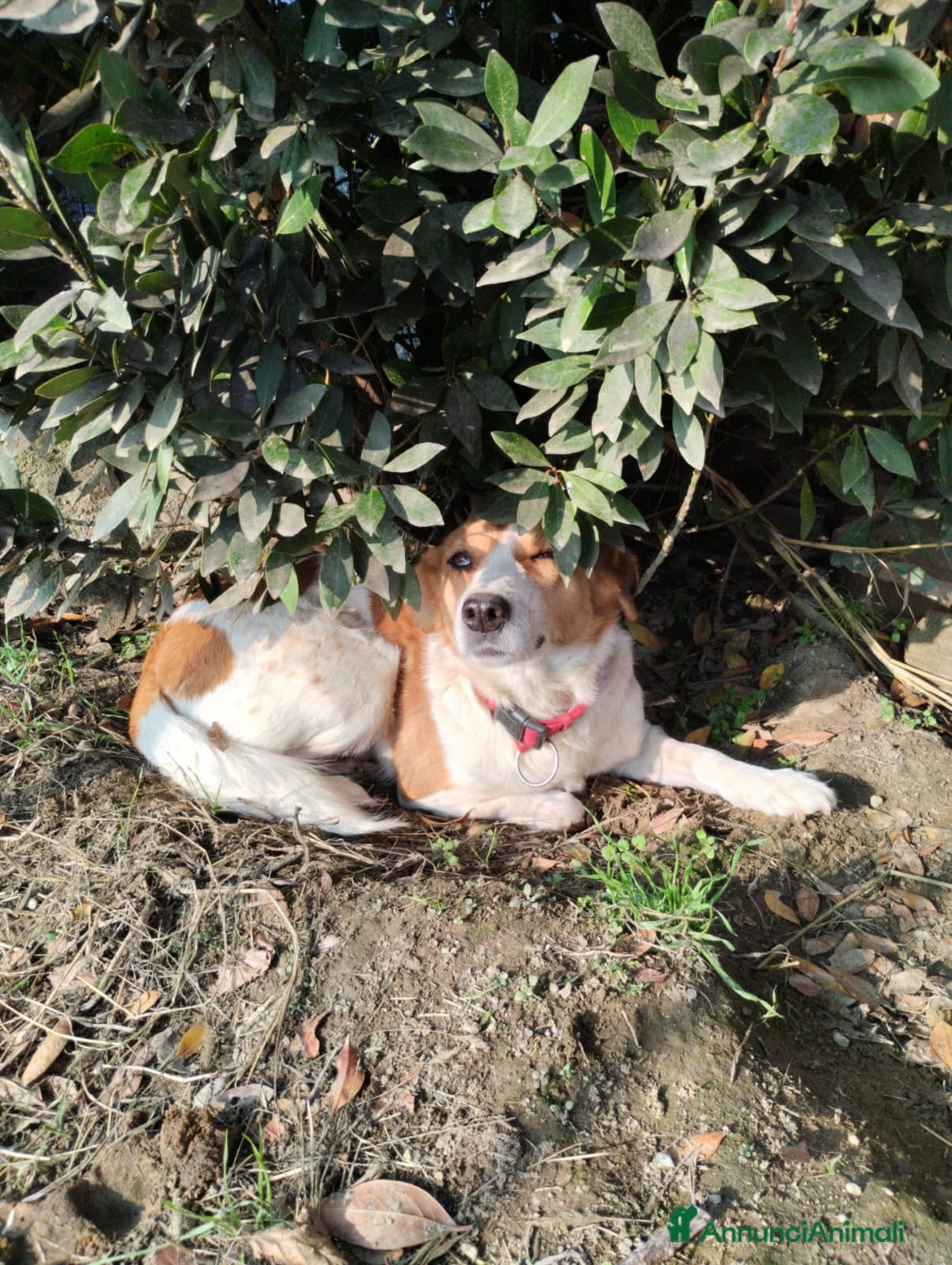 Meticcio cani 11anni femmina tg media padrone deceduto! VIGEVANO a Città metropolitana di Milano - Annuncio 2