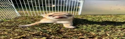 Chihuahua cani in vendita: Cuccioli chihuahua con pedigree Enci - Annuncio 12
