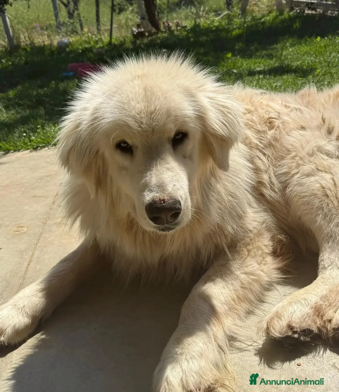 Meticcio cani in regalo: 3anni SPLENDIDO,POCHI GIORNI E SPARIRÀ!  - Annuncio 1