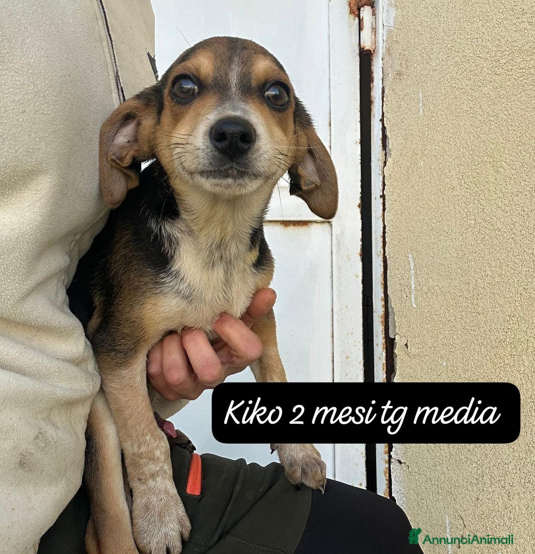 Meticcio cani in regalo: Adotta un cucciolo senza casa  - Annuncio 5