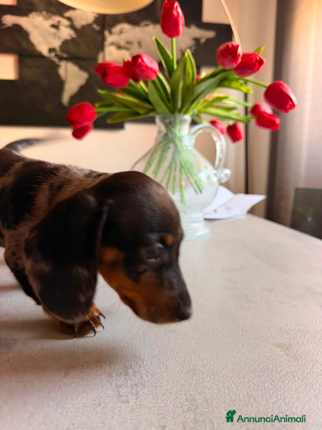 Bassotto cani in vendita: 2 Bassotti .uno arlecchino,e nero focato a Città metropolitana di Roma Capitale - Annuncio 9