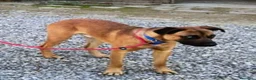 Meticcio cani in regalo: BLU sui 2-3anni buono con le persone! No cani - Annuncio 5