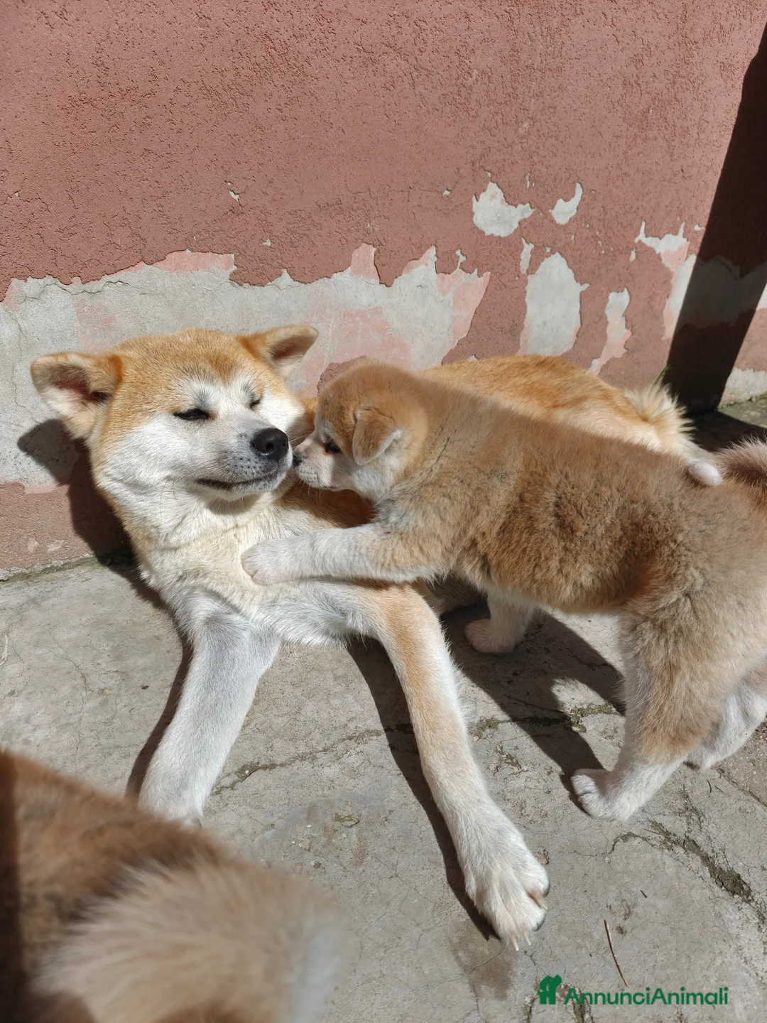 Akita Inu cani in vendita: Cuccioli di Akita Inu a Senigallia! - Annuncio 7