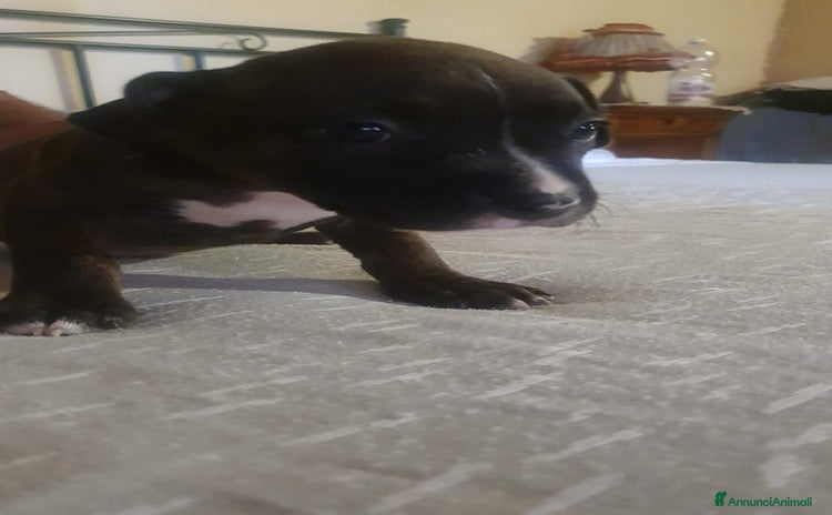American Staffordshire cani a Città Metropolitana di Torino - Annuncio 7