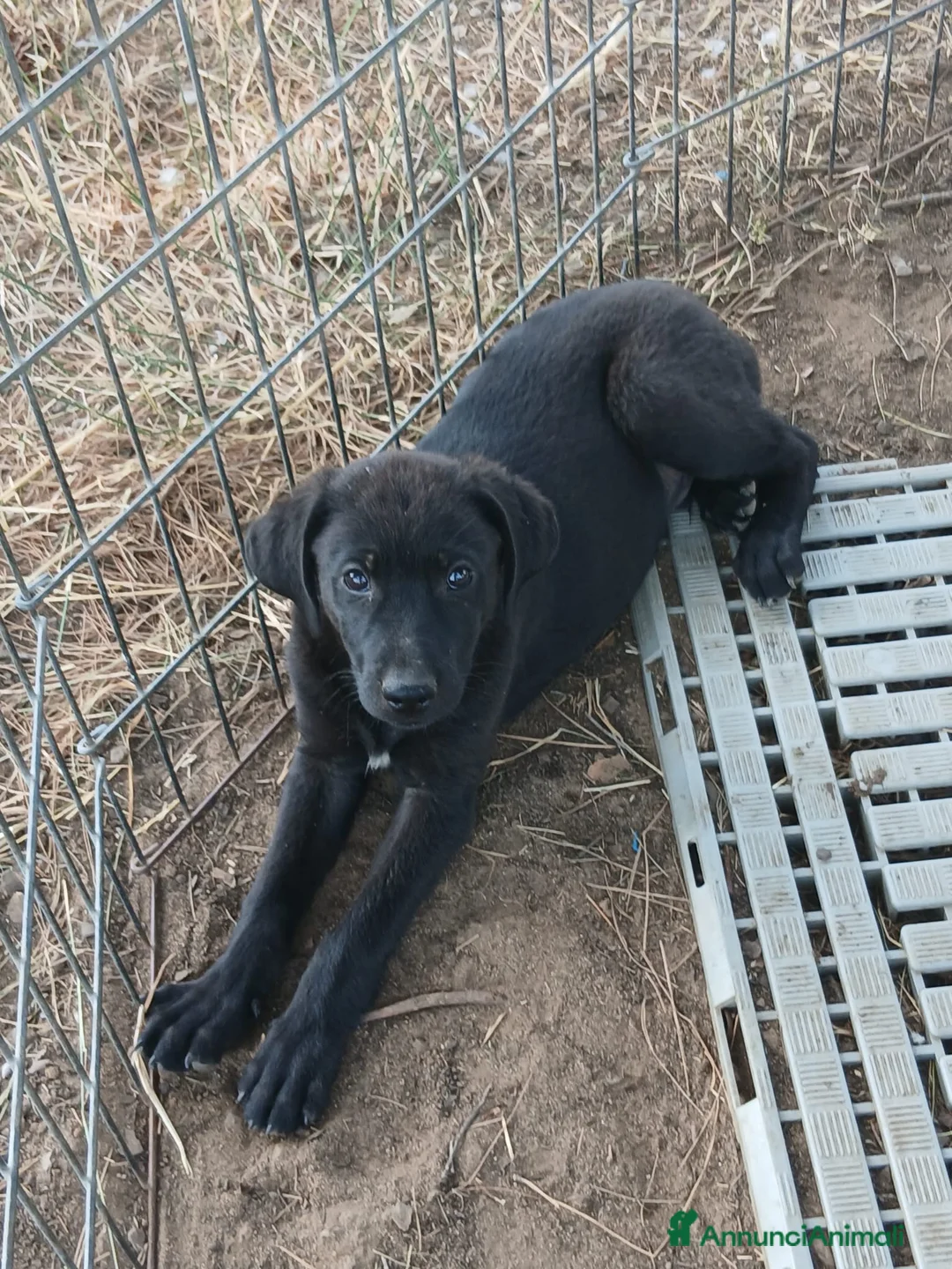 Meticcio cani in regalo: TIMMY 💙 pronto a crescere insieme a te 🙏🏻 a Provincia di Monza e della Brianza - Annuncio 4
