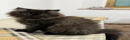 Persiano gatti in vendita: Cuccioli Persiani  - Annuncio 5