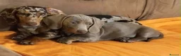 Bassotto Nano cani in vendita: Bassotto nano femmina 3 mesi - Annuncio 6