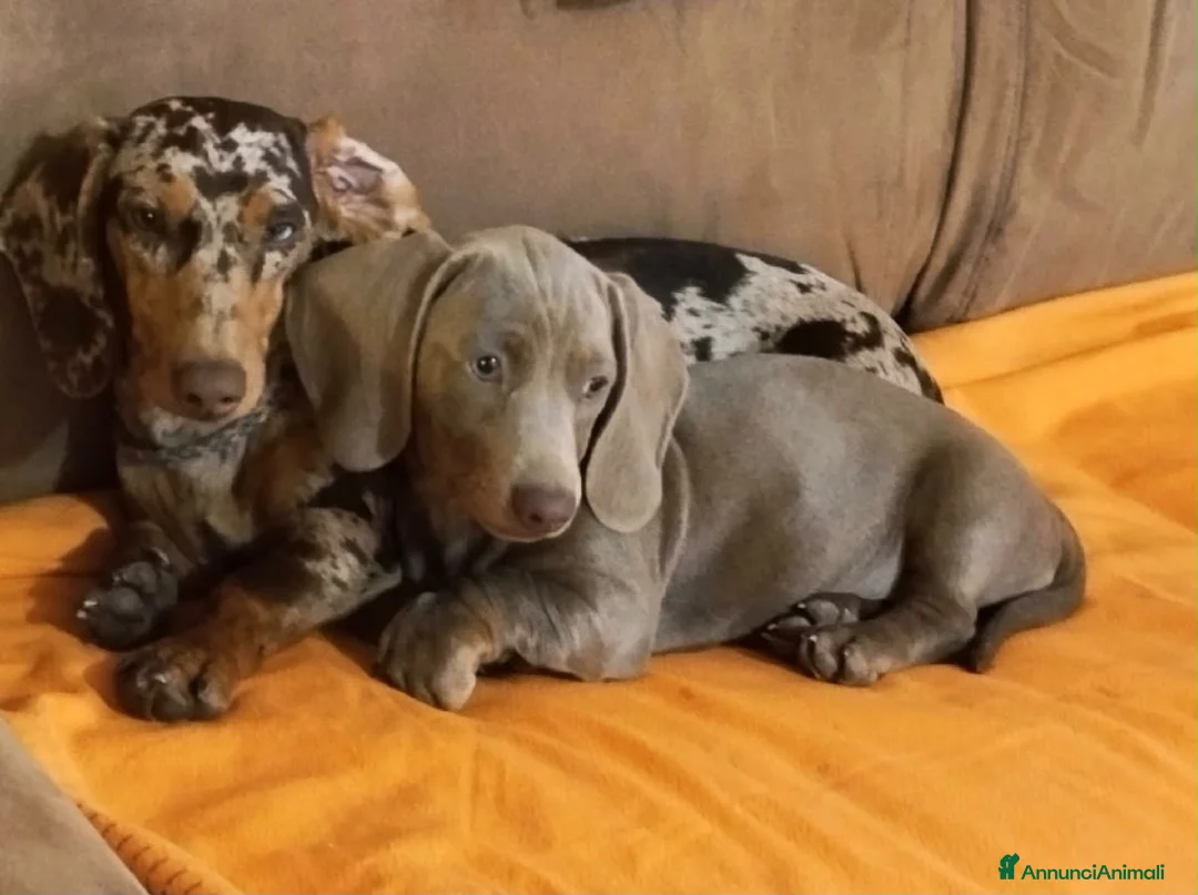 Bassotto Nano cani in vendita: Bassotto nano femmina 3 mesi - Annuncio 6