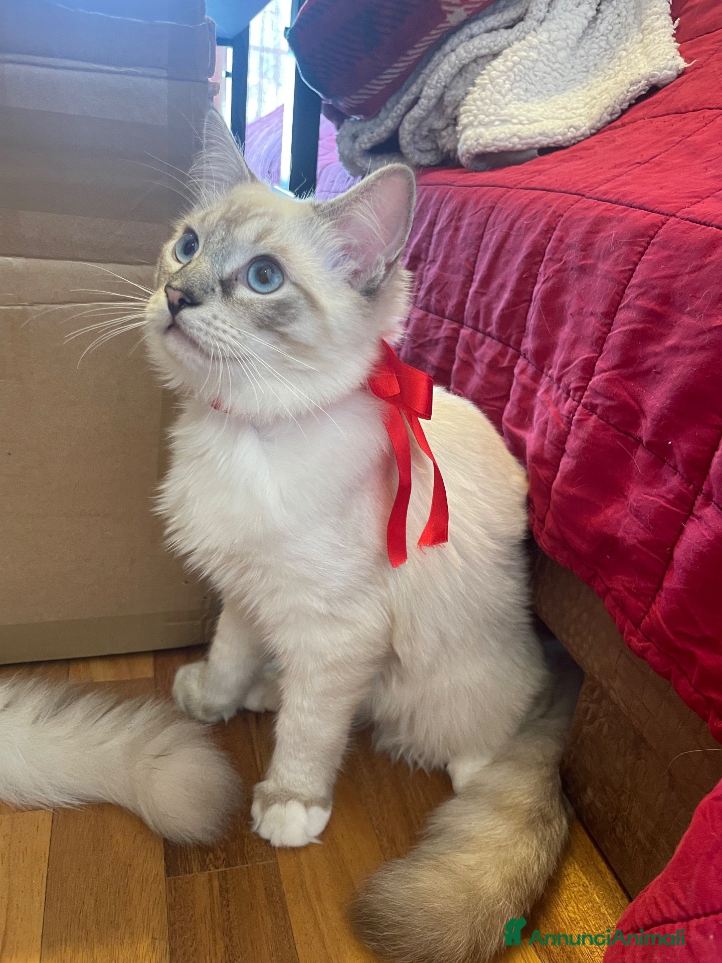 Ragdoll gatti Gatto ragdoll - Annuncio 12