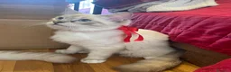 Ragdoll gatti in vendita: Gatto ragdoll - Annuncio 1