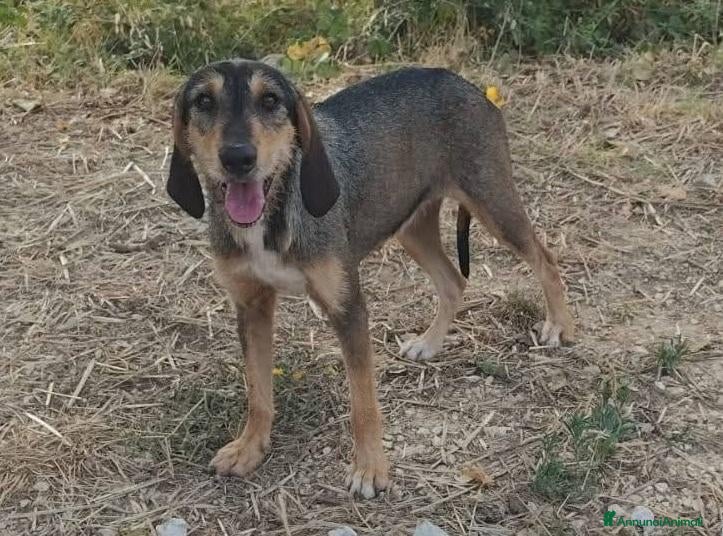 Segugio cani Segugia a pelo ruvido - Annuncio 1