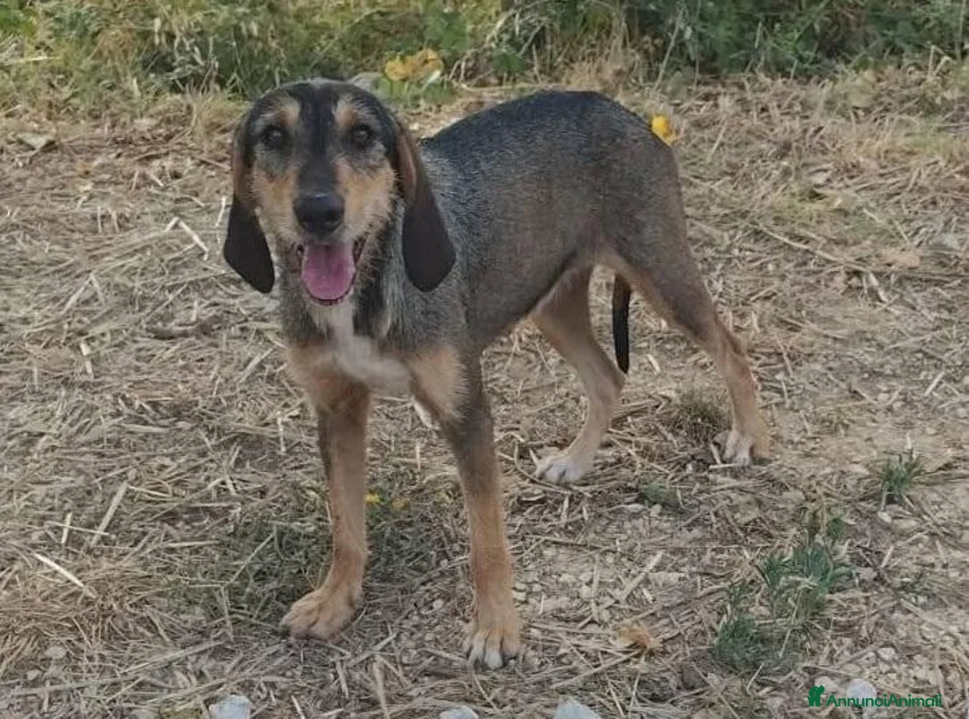 Segugio cani in regalo: Segugia a pelo ruvido - Annuncio 1