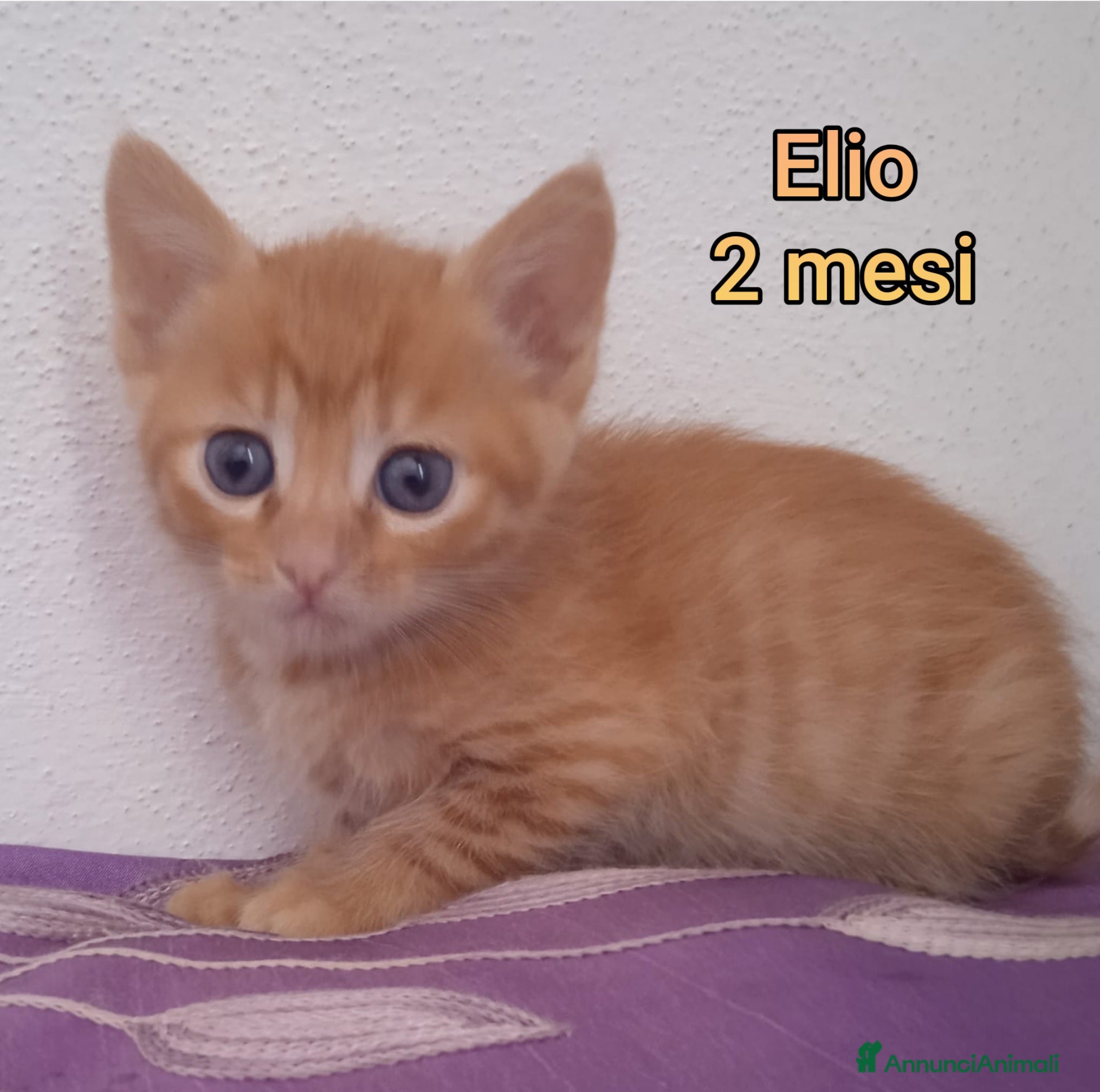 Meticcio gatti GATTINI ABBANDONATI: URGENTE  - Annuncio 26