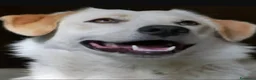 Meticcio cani in regalo: 3FEMMINE 5MESI SPLENDIDE,IN PERICOLO! SOS CAGLIARI - Annuncio 1