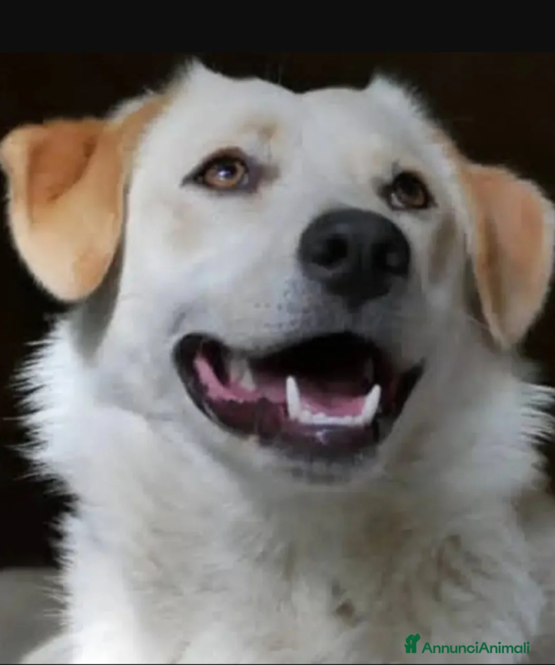 Meticcio cani in regalo: 3FEMMINE 5MESI SPLENDIDE,IN PERICOLO! SOS CAGLIARI - Annuncio 1