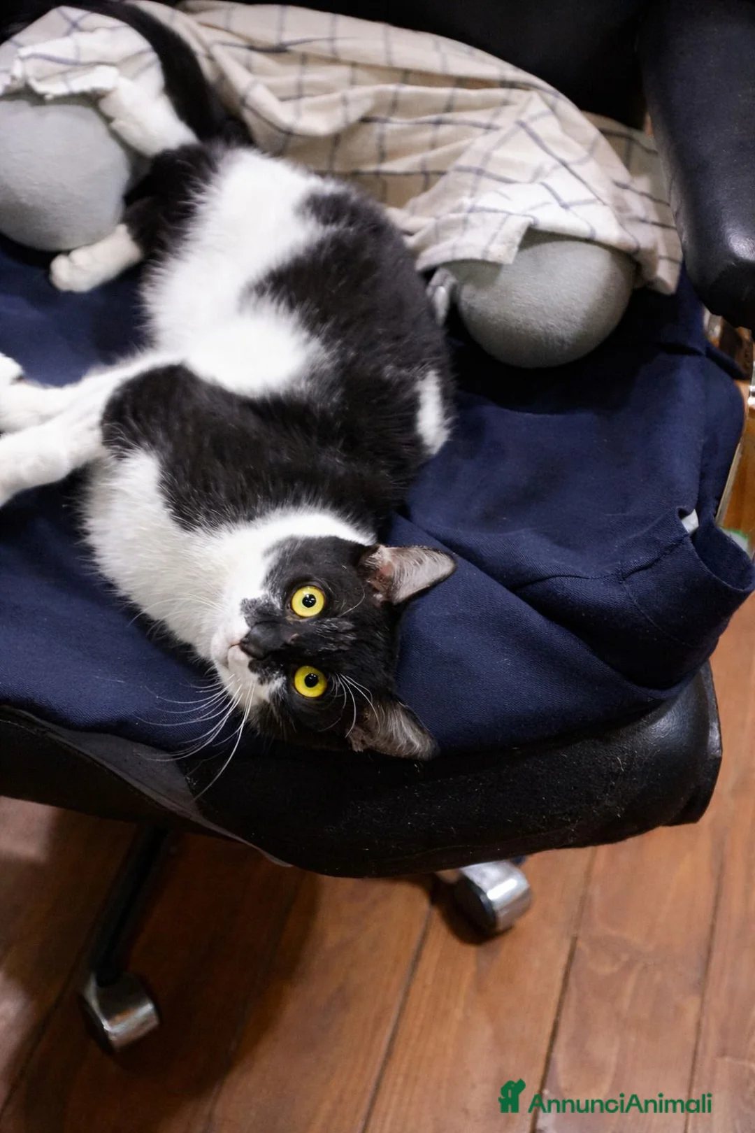 Europeo gatti in regalo: Gattino bianco e nero - Annuncio 10