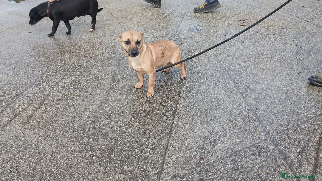 Meticcio cani in regalo: IL DOLCE CARAMELLO HA BISOGNO DI TE - Annuncio 4