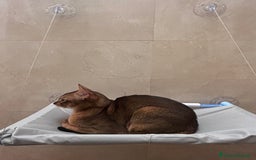 Abissino gatti per accoppiamento: Gatto Abissino Lucio cerca moglie  - Immagine 6