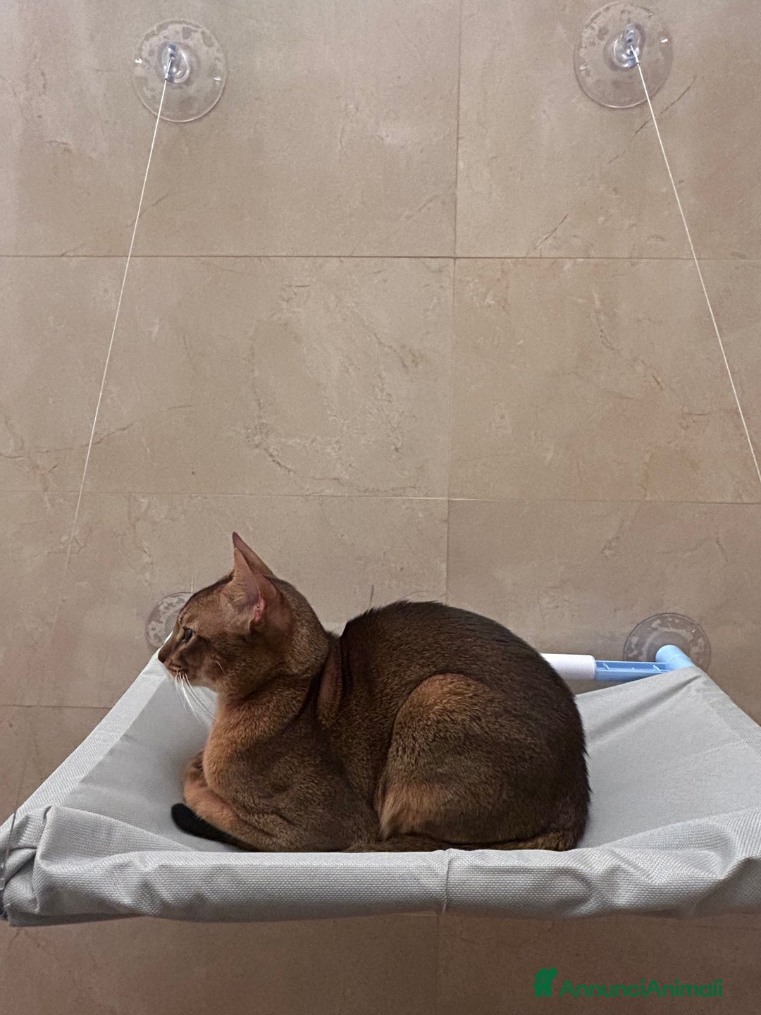 Abissino gatti per accoppiamento: Gatto Abissino Lucio cerca moglie  - Immagine 6