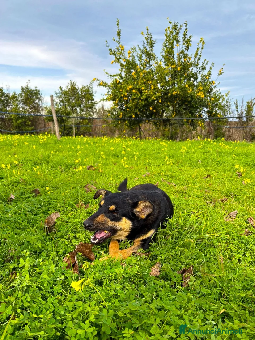 Meticcio cani in regalo: ADA 🩷 - cucciola taglia media contenuta cerca 🏠  - Annuncio 6