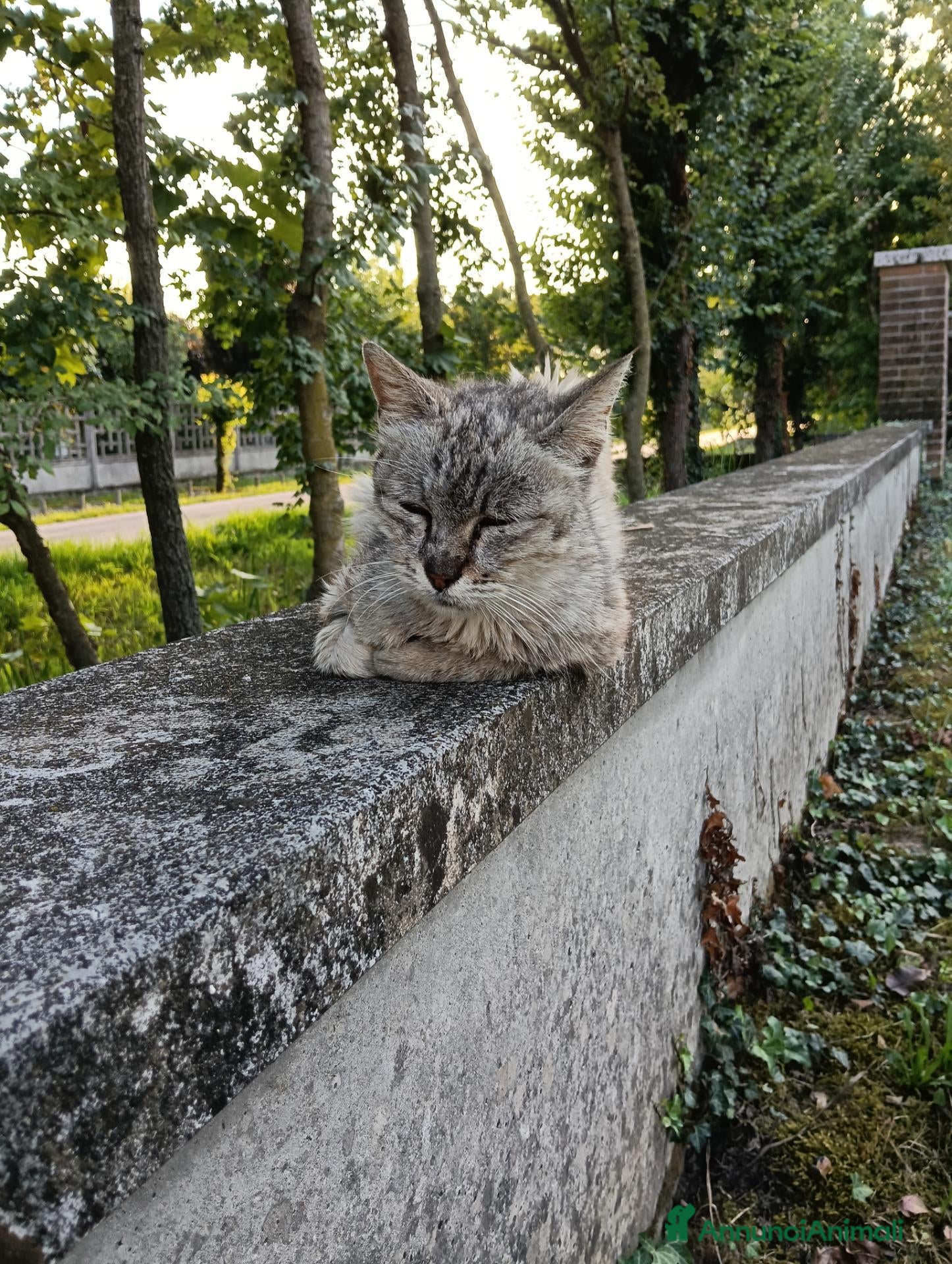 Meticcio gatti Gatta - Annuncio 7