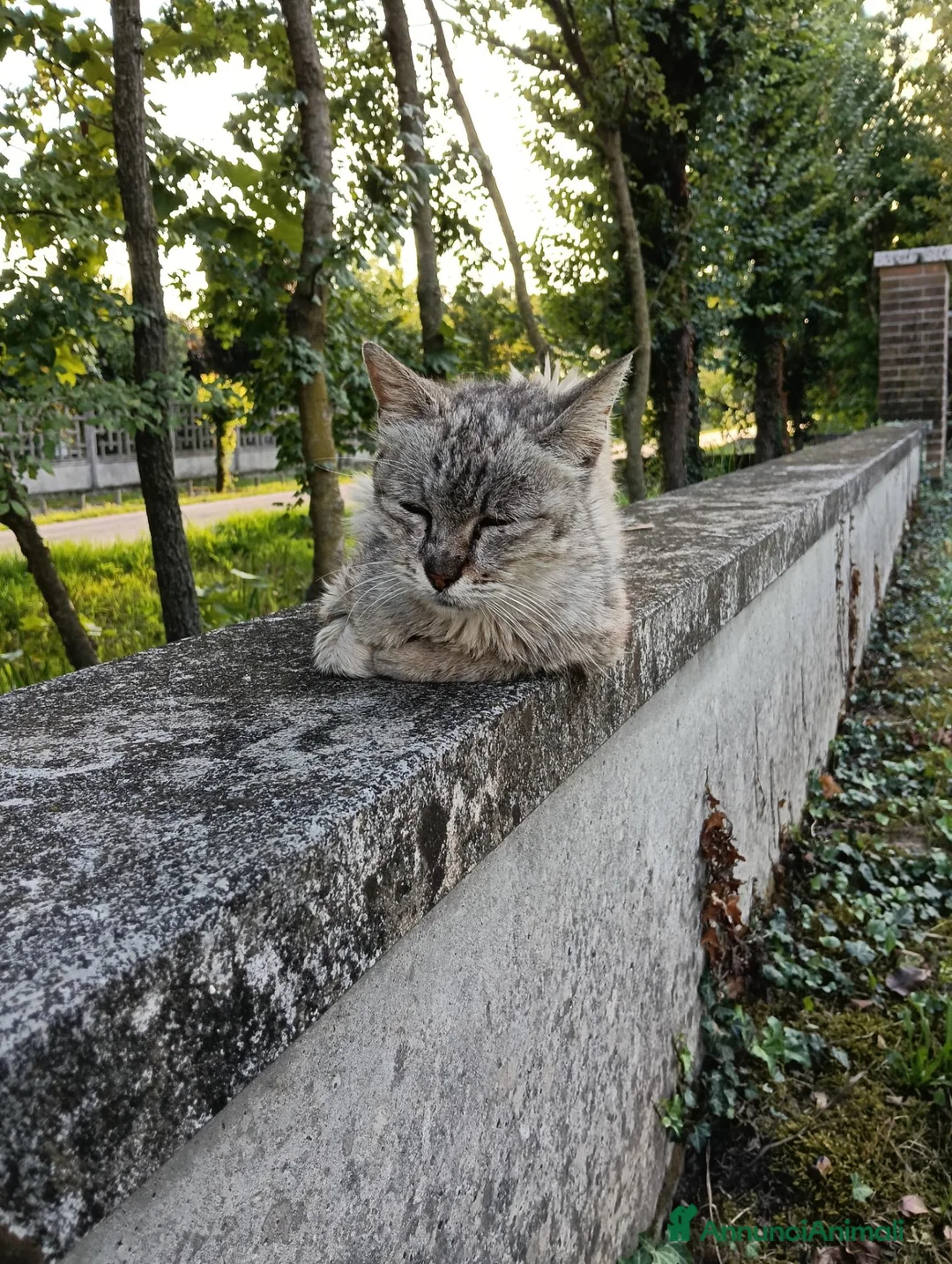 Meticcio gatti in regalo: Gatta - Annuncio 1