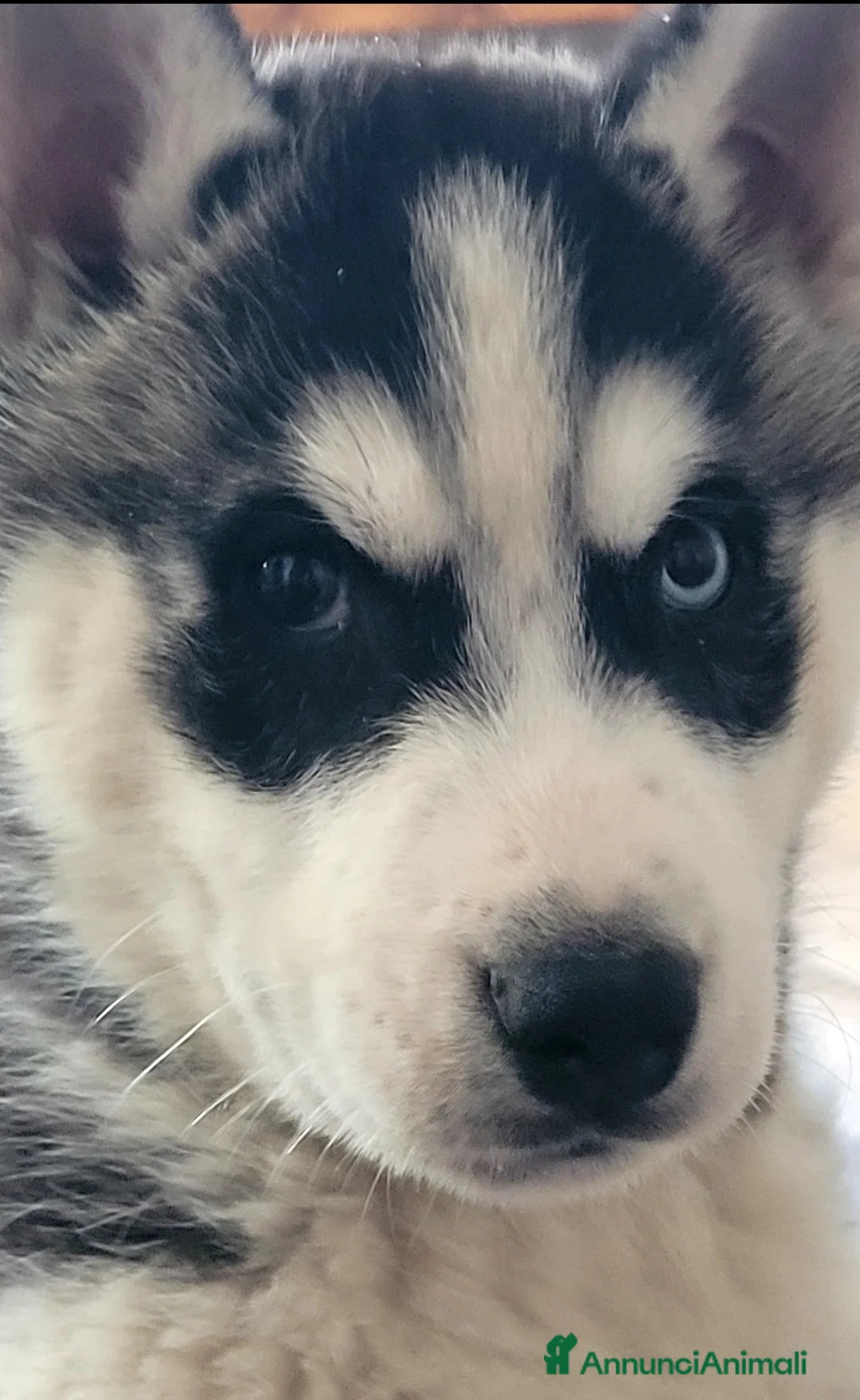 Husky cani in vendita: SIBERIAN HUSKY CUCCIOLATA  - Annuncio 2