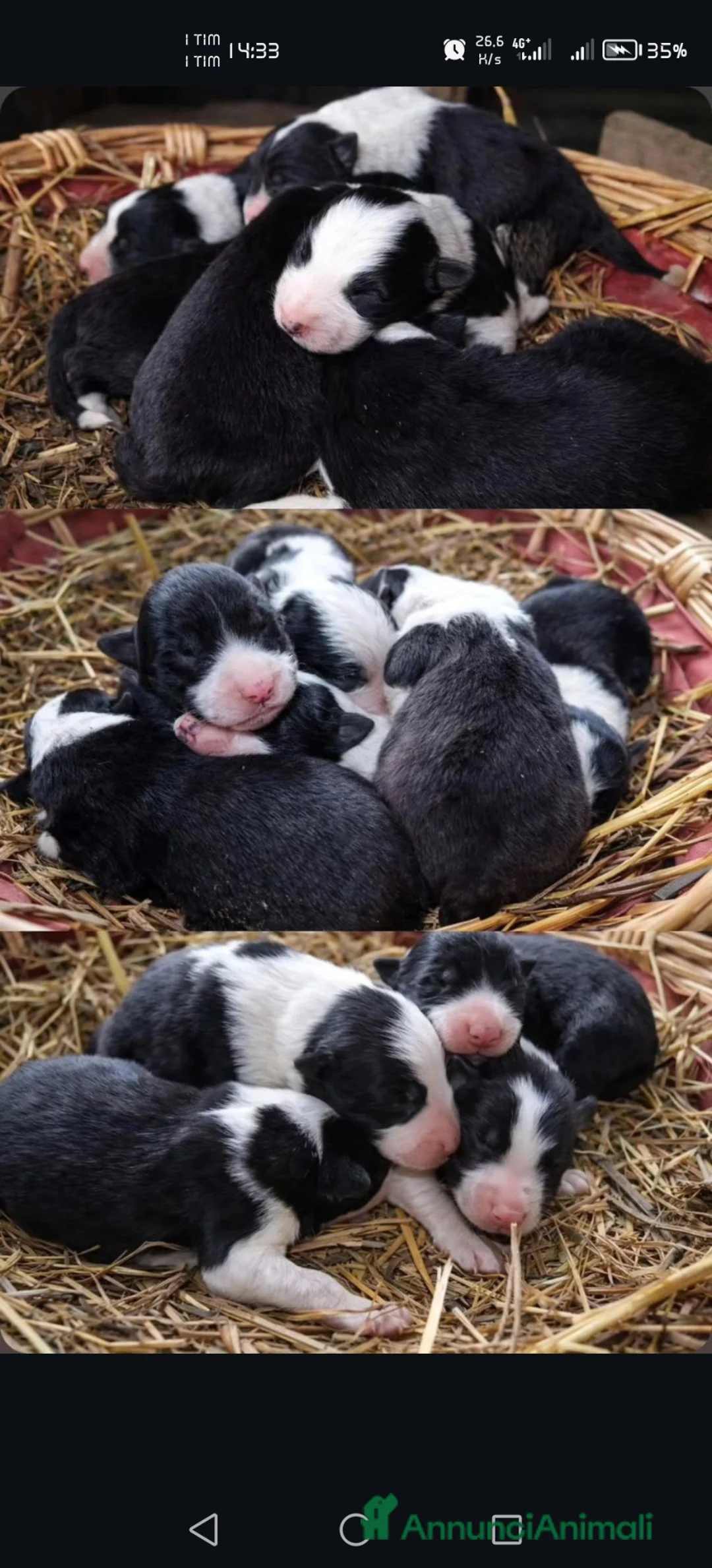 Border Collie cani in vendita: Border Collie  a Provincia di Avellino - Annuncio 2