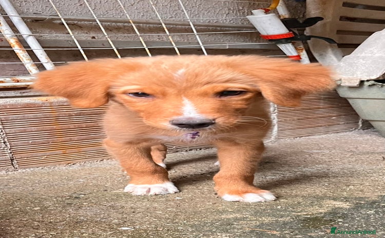 Meticcio cani a Provincia di Salerno - Annuncio 11