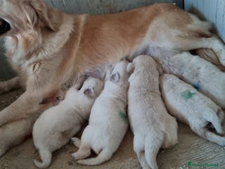 Golden Retriever cani cuccioli golden retriever - Annuncio 16