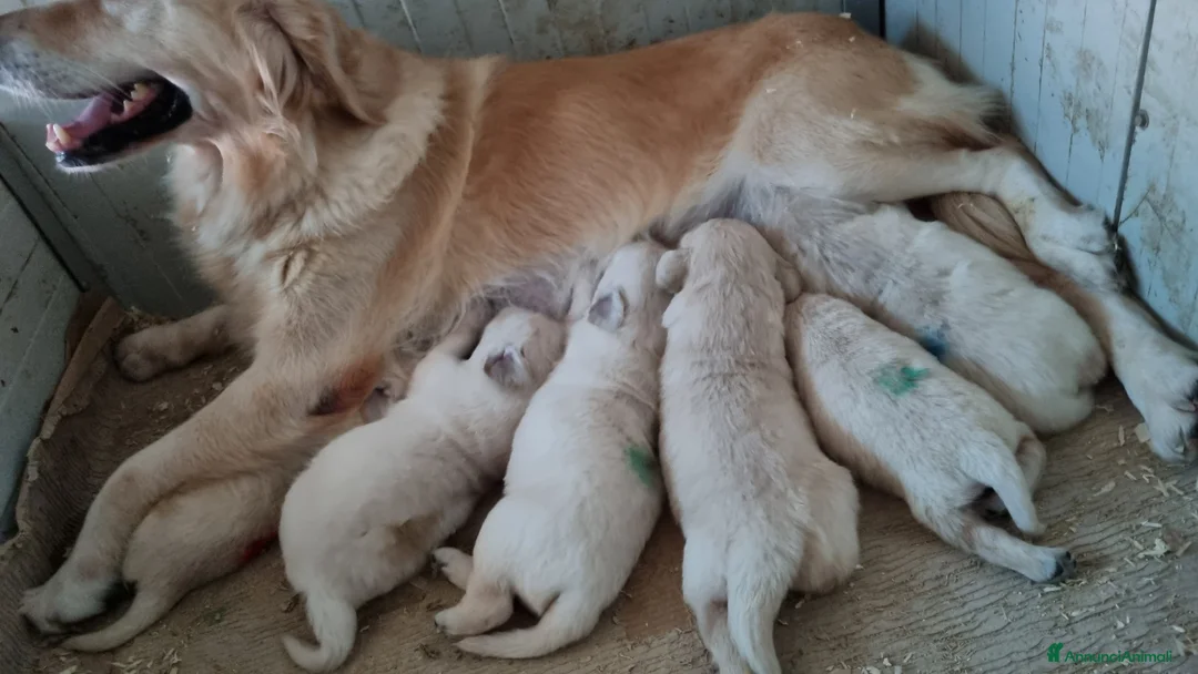 Golden Retriever cani in vendita: cuccioli golden retriever - Annuncio 1
