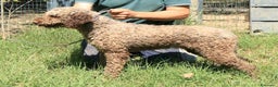 Lagotto cani in vendita: Lagotto romagnolo - maschio adulto 1 a Provincia di Ravenna - Annuncio 5